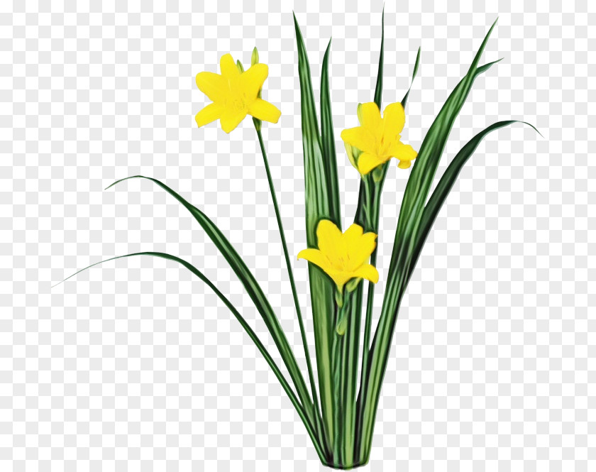 Flower Yellow Plant Narcissus Grass PNG