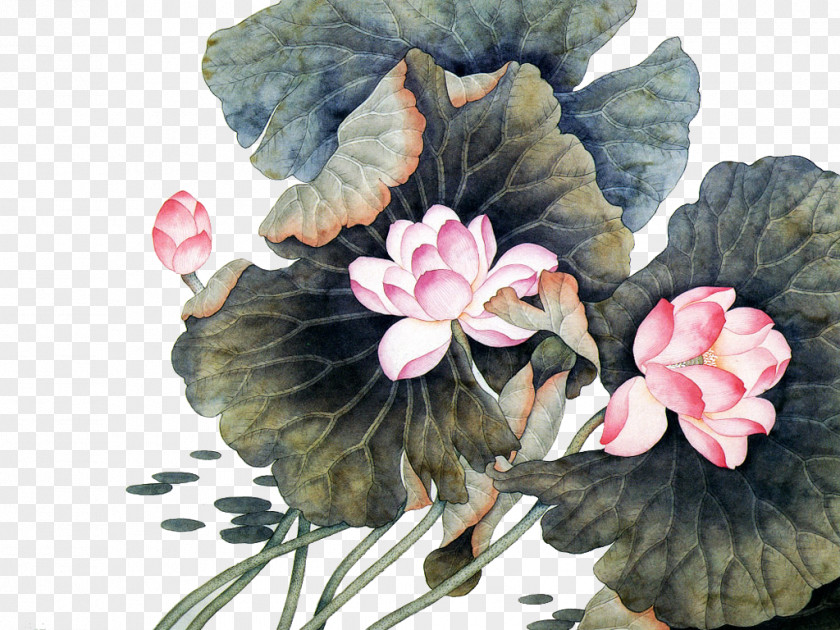 Lotus China Flower Chinese Painting Art PNG