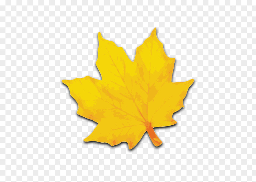 Maple Leaf Sugar Yellow Clip Art PNG