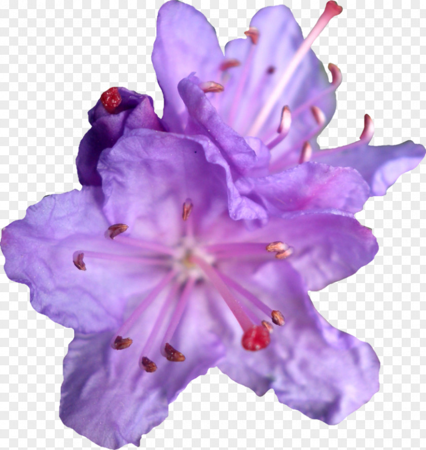 Purple Flower Rhododendren By Violet Clip Art PNG