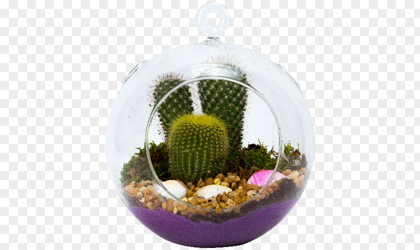 Suculent Succulent Plant Cactaceae Terrarium Glass PNG