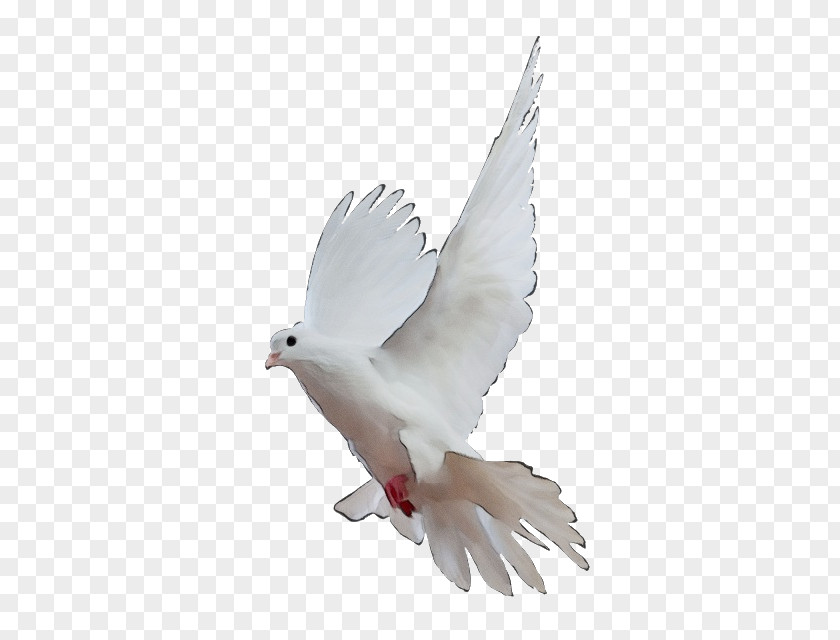 Tail Peace Dove Logo PNG