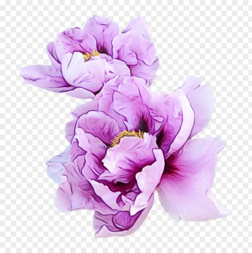 Tulip Iris Sweet Pea Flower PNG