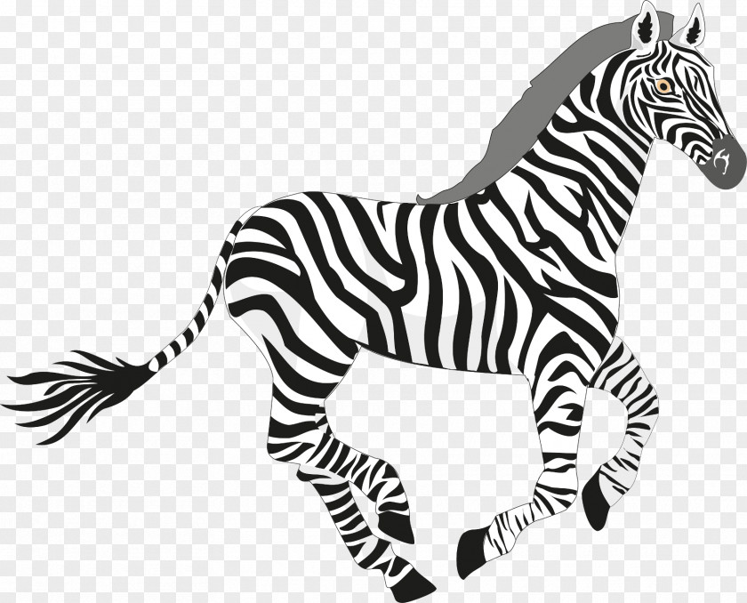 Zebra Giant Panda Download Clip Art PNG