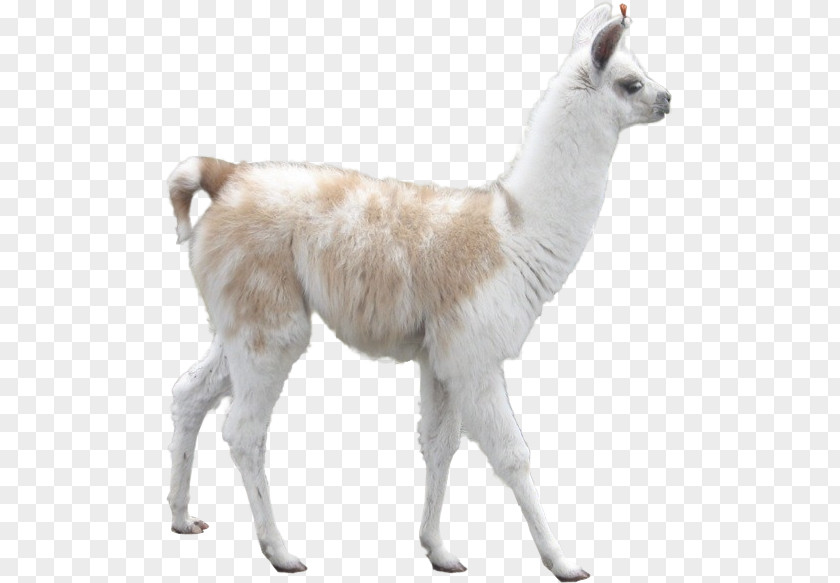 Alpaca Llama Camel Desktop Wallpaper Inca Empire PNG
