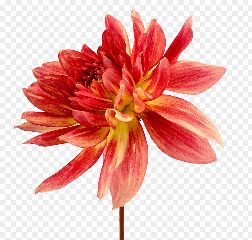 Dahlia Stock Photography Flower PNG