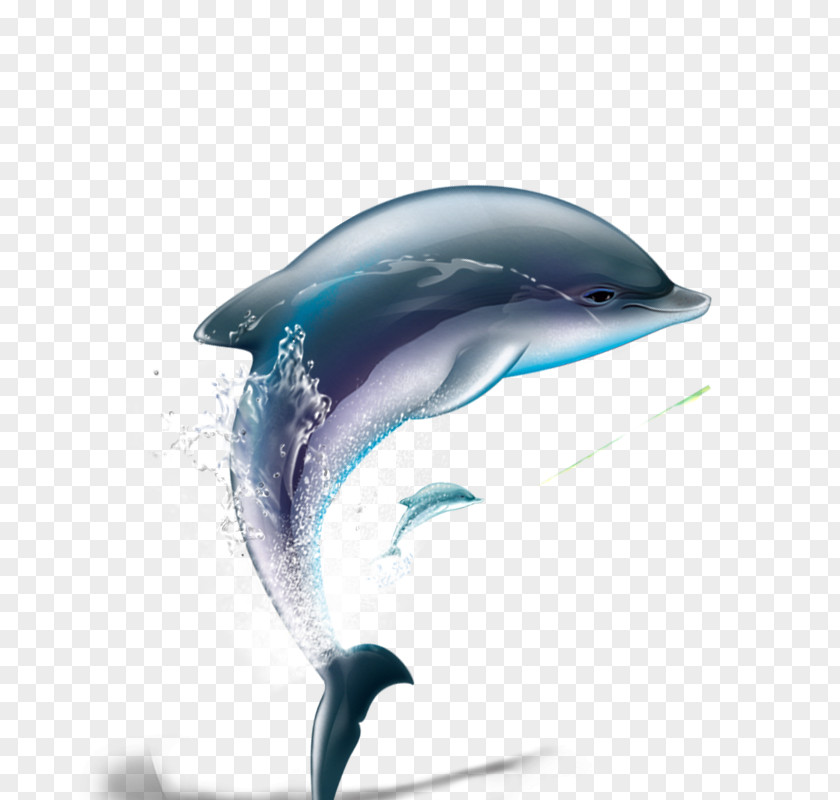 Dolphin Computer File PNG