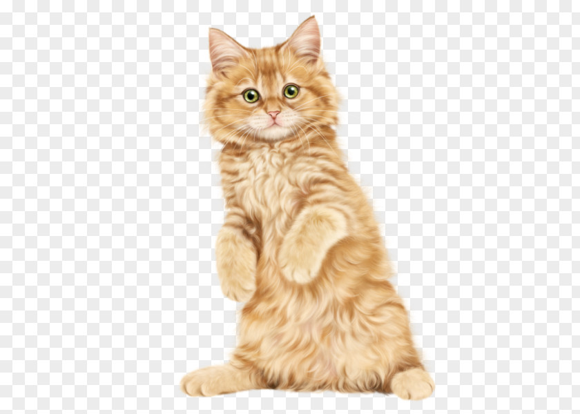 Kitten Cat Clip Art PNG