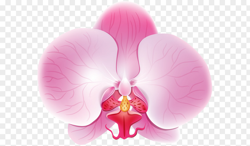 Moth Orchids Petal Haiku: An Anthology Of Japanese Poems Clip Art PNG