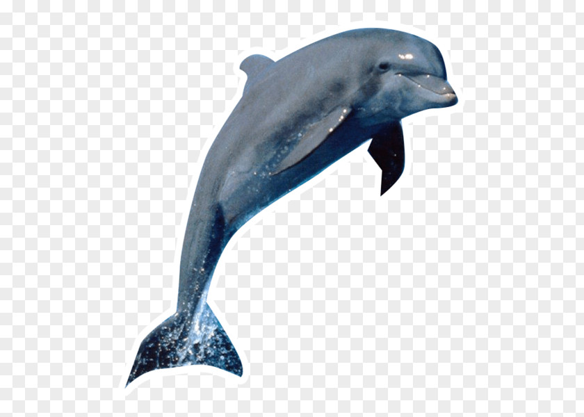 Dolphin Desktop Wallpaper Killer Whale Cetacea PNG