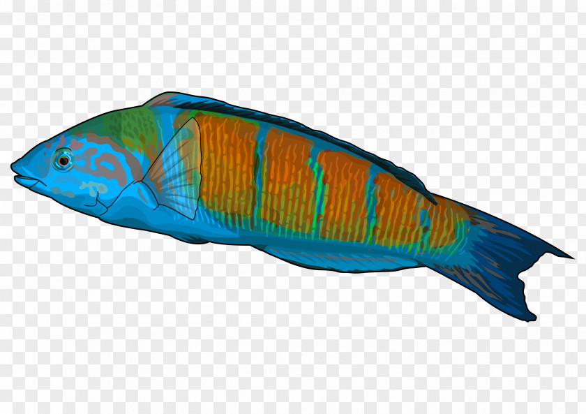 Fish Ornate Wrasse Educational Technology East Canary Gecko PNG