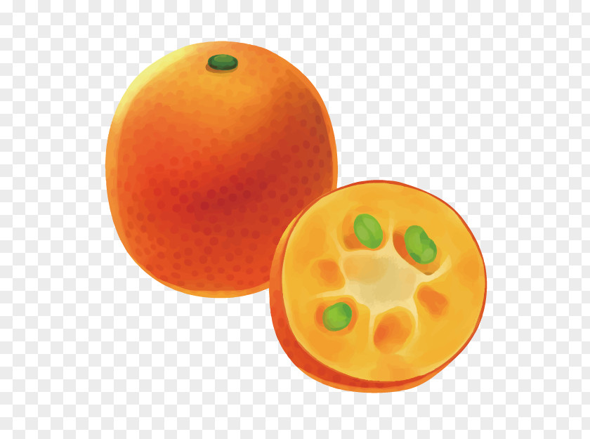 Food Sketch 3d Image Orange 3D Computer Graphics Fruit PNG