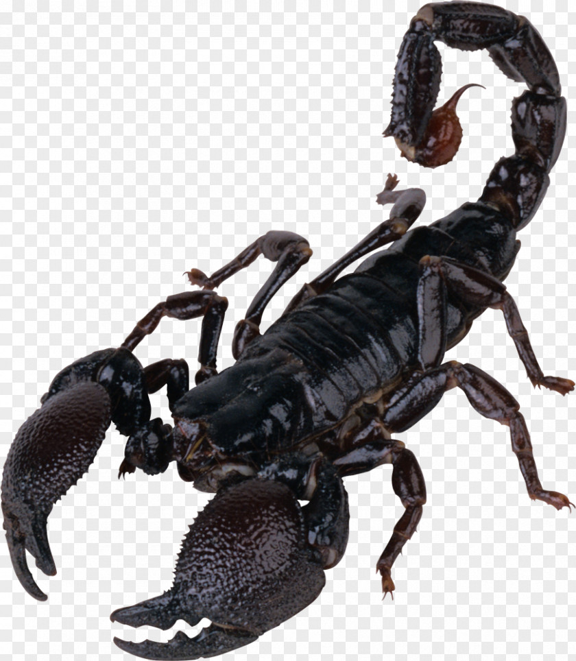 Scorpion Download PNG