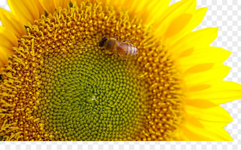 Bee On Sunflower Common Bud Seed Gold PNG
