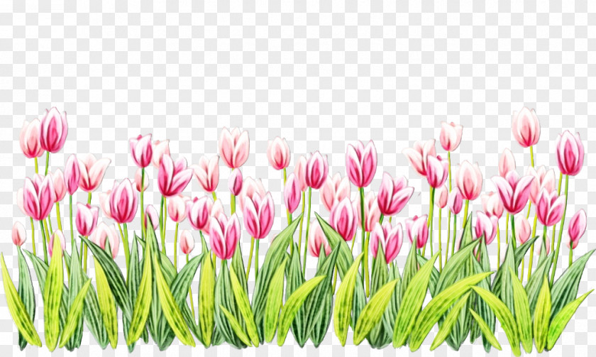 Bud Grass Flowering Plant Flower Tulip Lady PNG