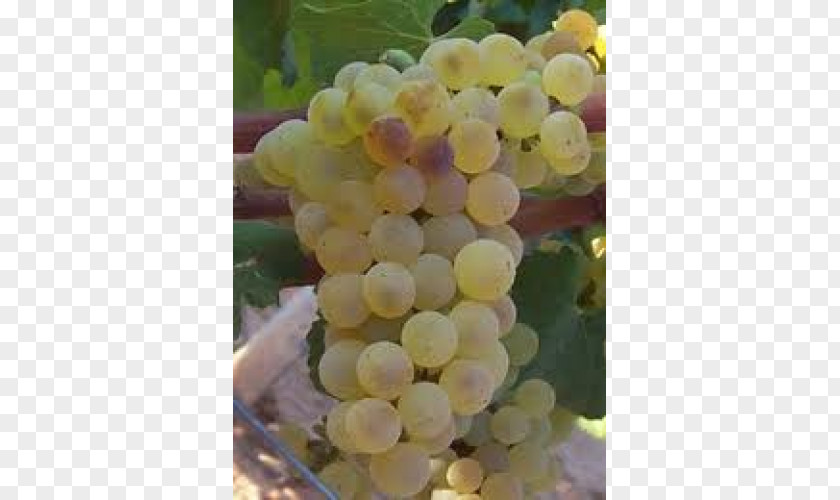 Cortaderia Selloana Sultana Grape Seed Extract Seedless Fruit Amazon Tree-grape PNG