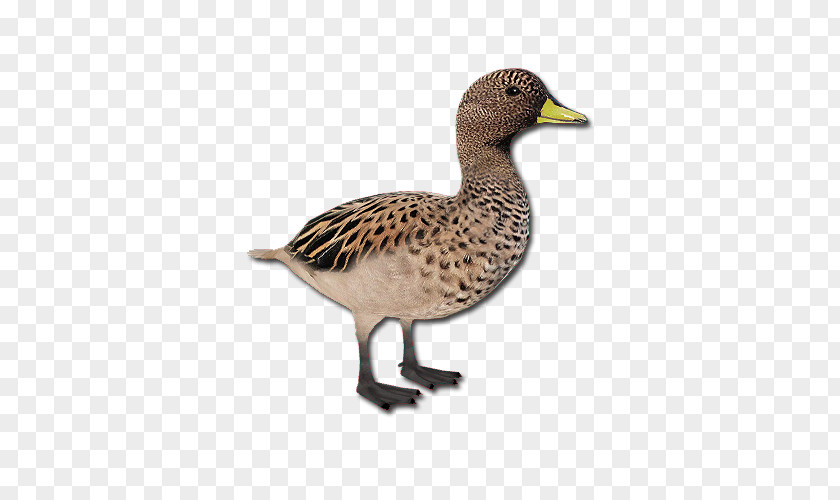 Goose Mallard Duck Fauna Beak PNG