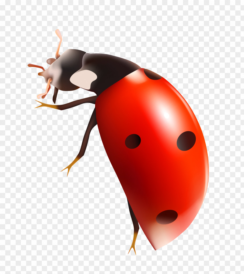 Ladybug Image Ladybird Icon PNG