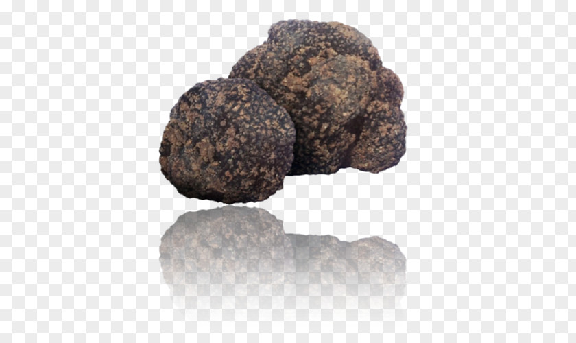 Mushroom Alba Tuber Aestivum Périgord Black Truffle Piedmont White PNG