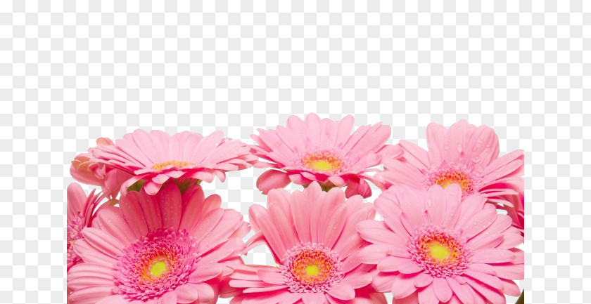 Pink Chrysanthemum Decoration Material Xd7grandiflorum Petal Red Flower PNG