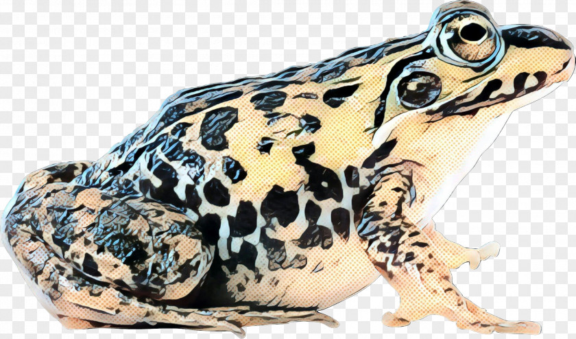 True Frog American Bullfrog Toad Edible PNG