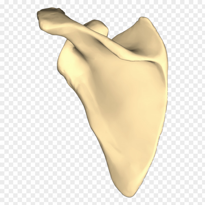 Erector Spinae Muscles Scapula Anatomy Pelvis Human Skeleton Humerus PNG