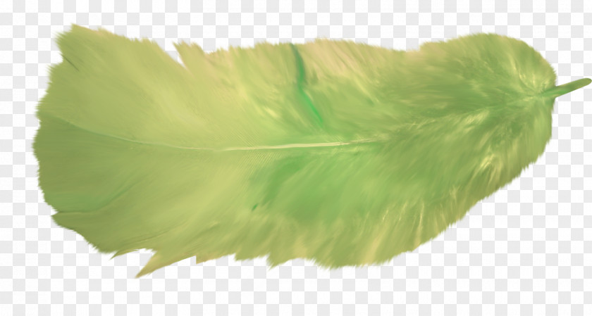 Feather Green Flight Image PNG