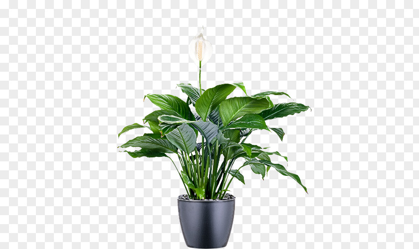 Floral Design PNG