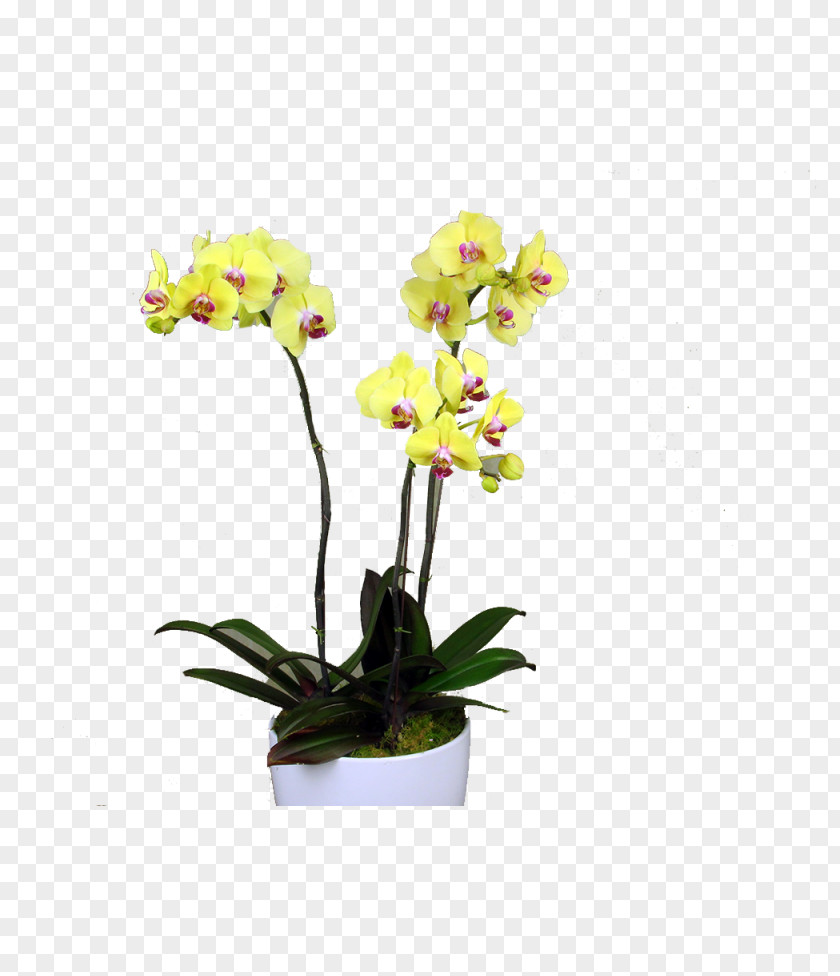 Flower Moth Orchids Dendrobium Yellow Cattleya PNG