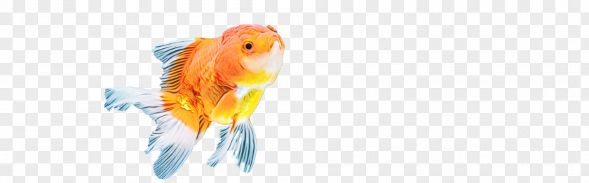 Goldfish Fish Beak Close-up Computer PNG