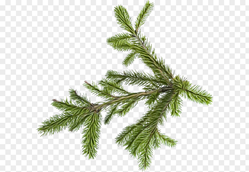Red Pine Columbian Spruce Shortleaf Black White Yellow Fir Canadian Plant PNG