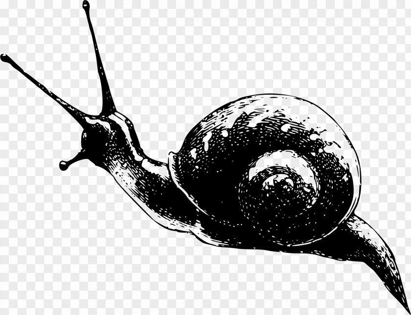 Snail Gastropods Royalty-free Clip Art PNG