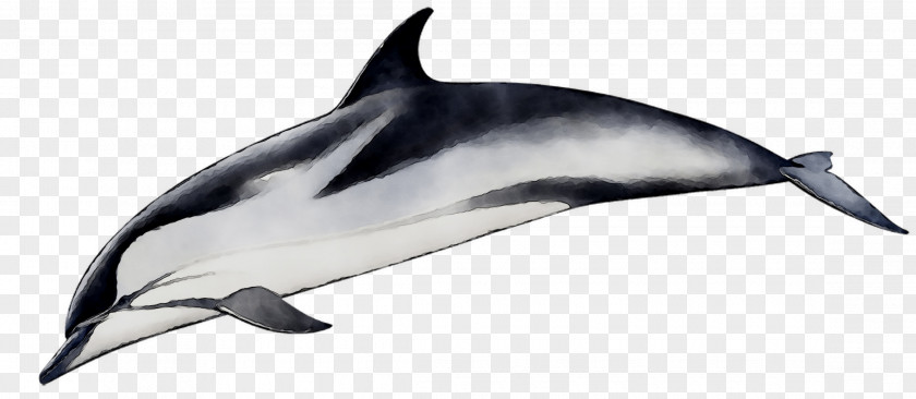 Spinner Dolphin Short-beaked Common Bottlenose Striped Tucuxi PNG
