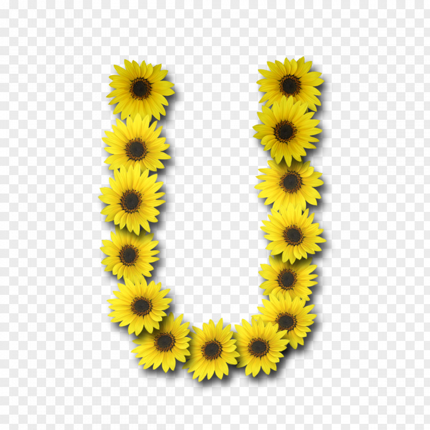 Sunflower Sunflowers Instagram Letter Tagged PNG