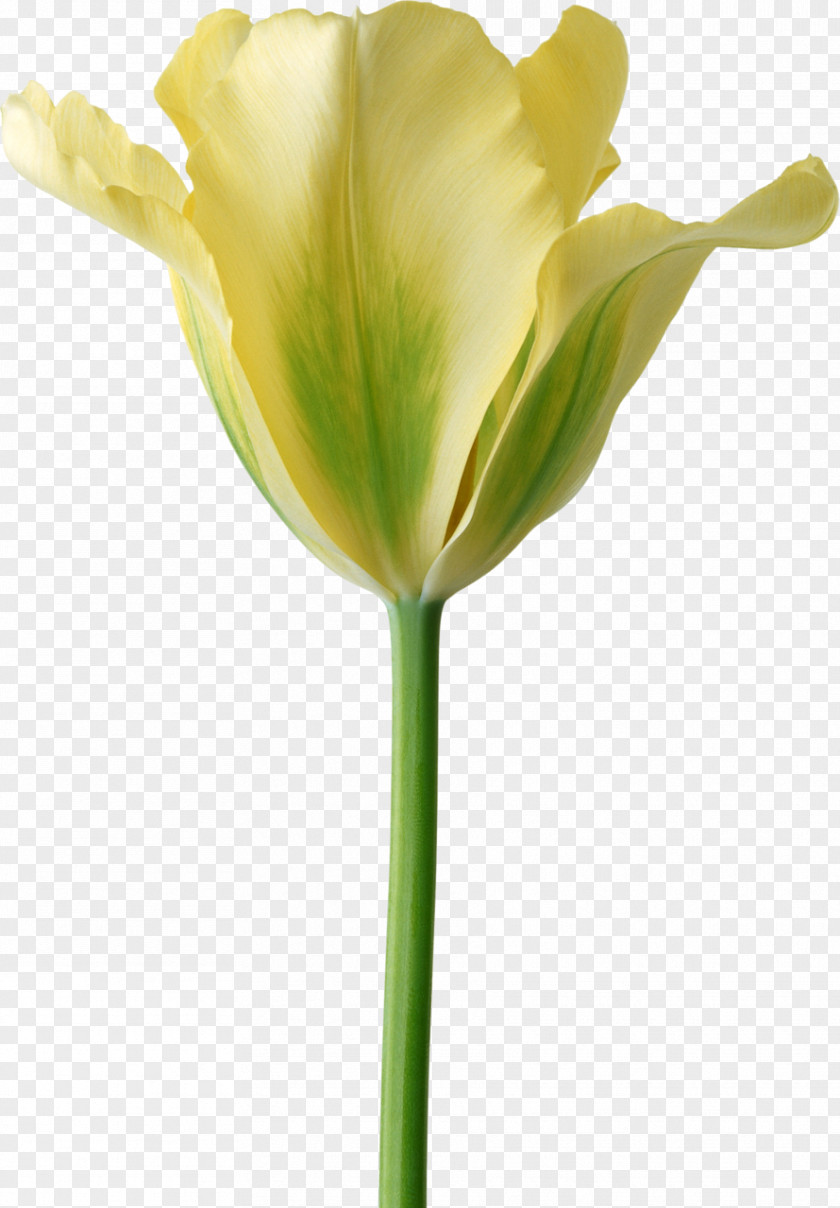 Tulip Cut Flowers Desktop Wallpaper PNG