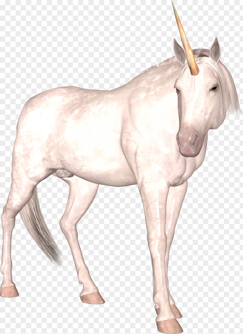 Unicorn Horse The Lady And Illustration PNG