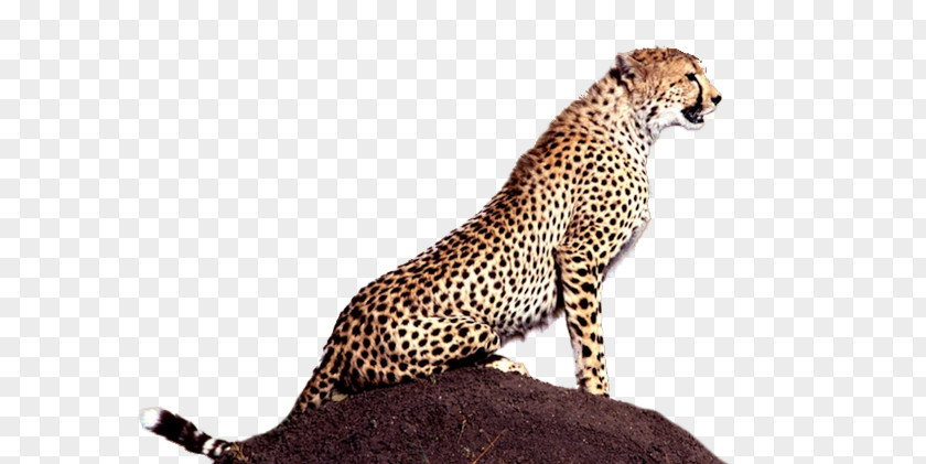 Cheetah Animal Mind Carnivora Big Cat PNG
