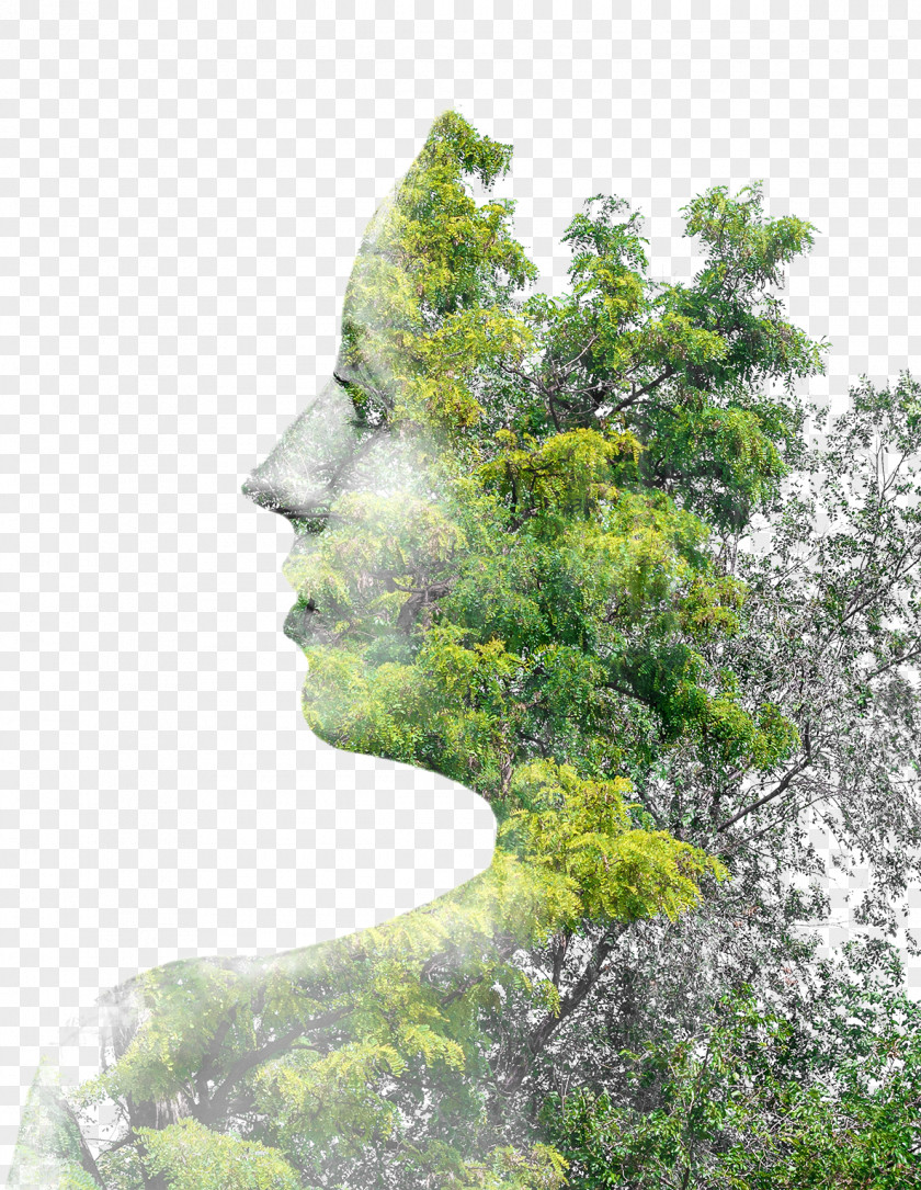 Creative Trees Figure In Profile Tree Multiple Exposure Photography PNG