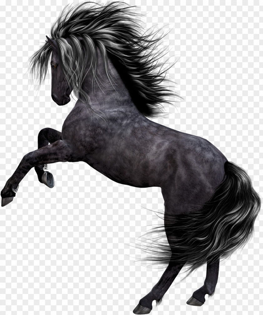 Horse Mustang Akhal-Teke Pony Przewalski's PNG