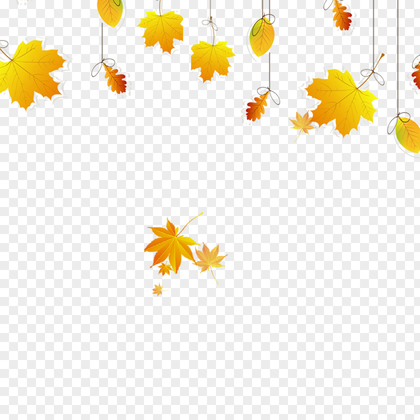 Maple Leaf Material Autumn Color PNG