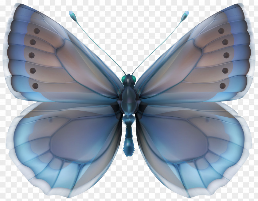 Blue Butterfly Clip Art Image PNG