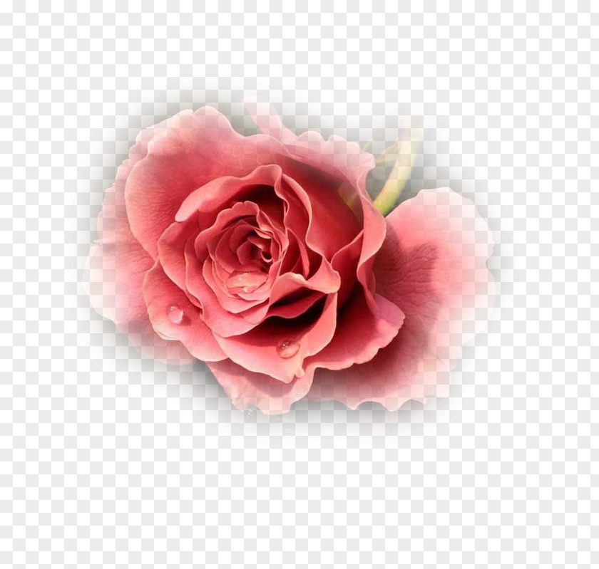 Flower Cut Flowers Garden Roses PNG