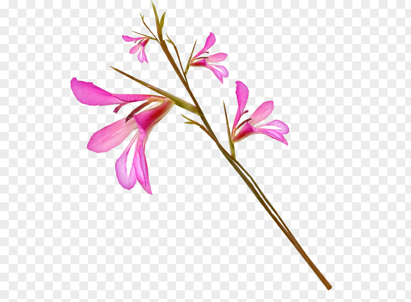 Gladiolus Cut Flowers Iris Family Petal PNG