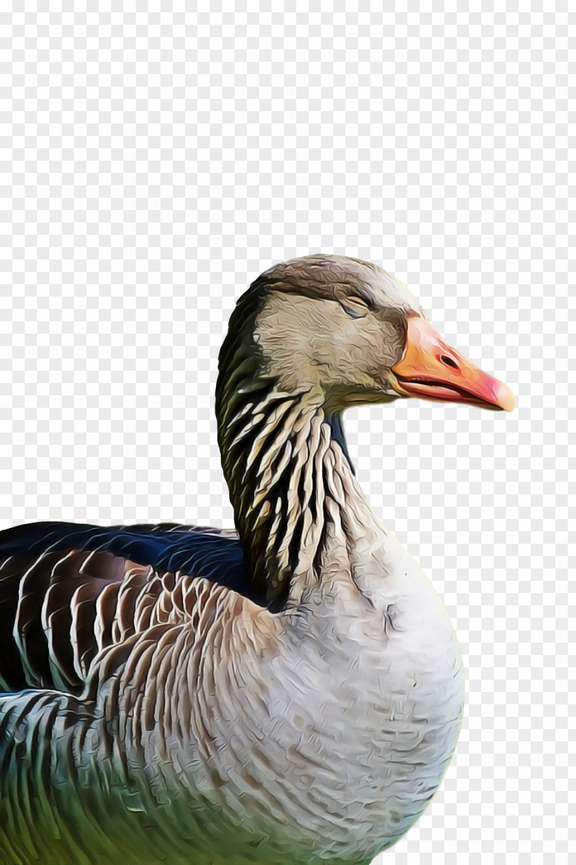 Goose Wild Animal PNG