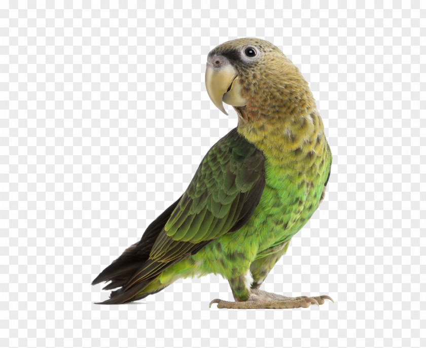 Parrot Budgerigar Cockatiel Lovebird PNG