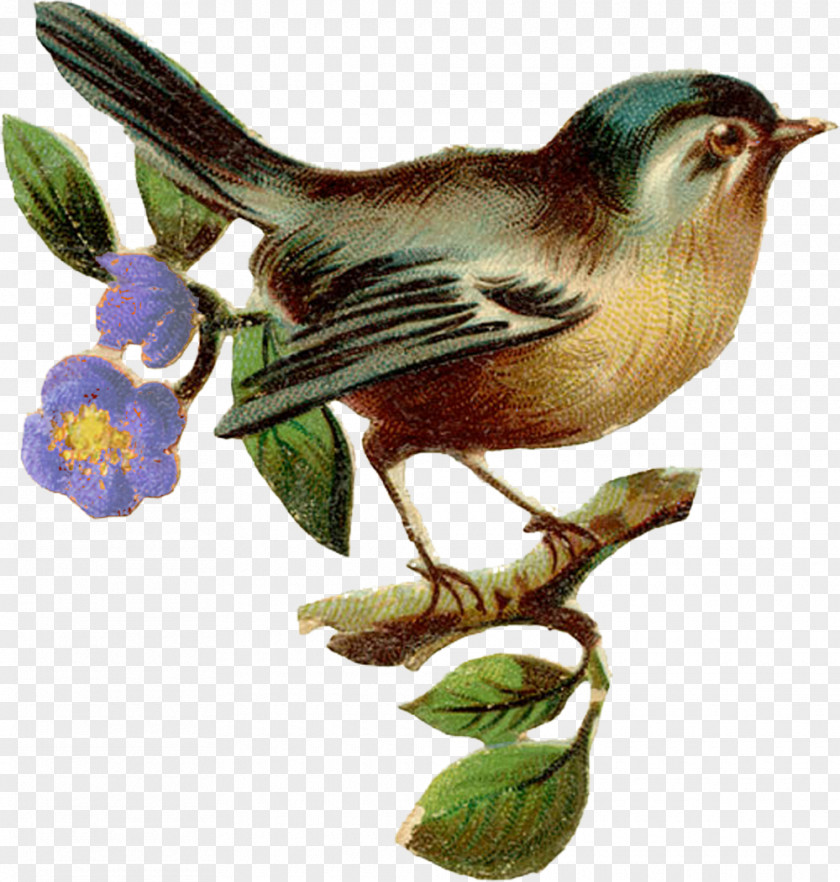 Flying Bird Birdcage House Wren Clip Art PNG