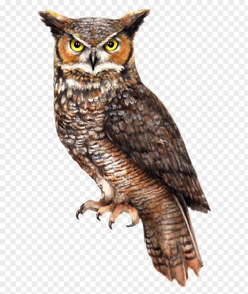 Owl File Barn Pellet Bird Vole PNG
