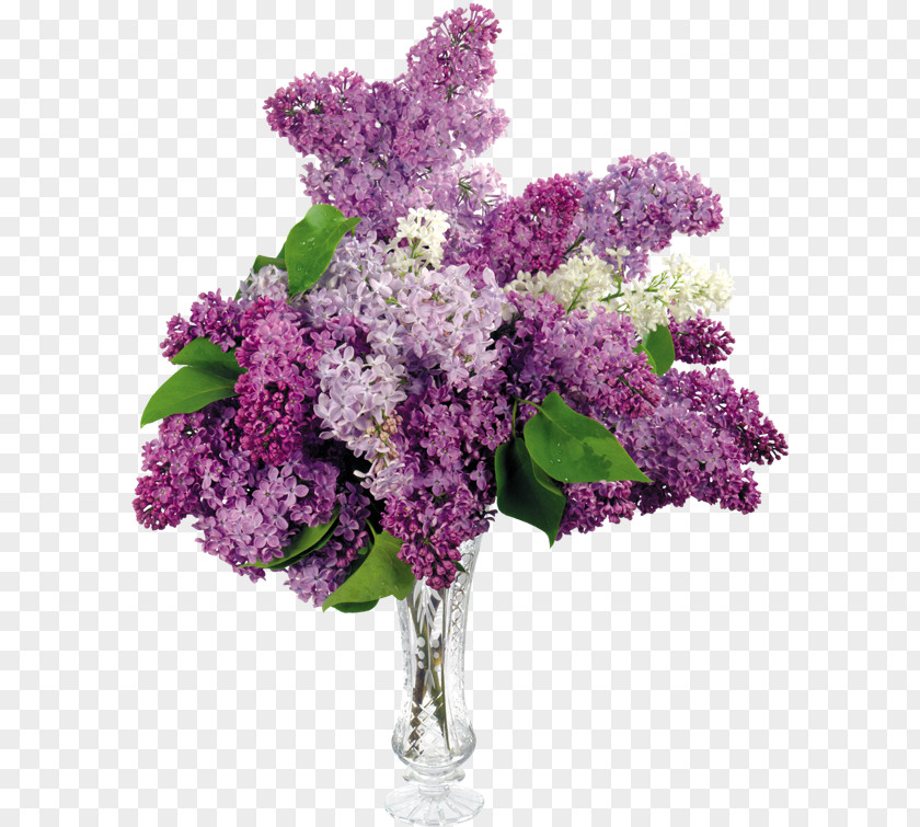 Vase Common Lilac Flower Shrub Leaf PNG