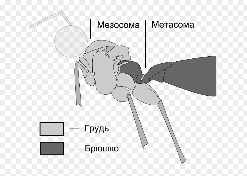 Abdomens Metasoma Mesosome Mesosoma Apocrita Bee PNG