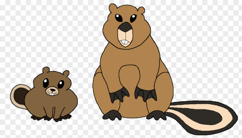 Beaver Bear Cat Procyonidae Mammal PNG